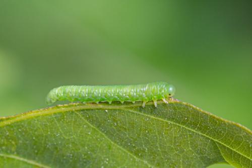 Mesoneura opaca